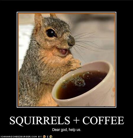 funny squirrels. funny-pictures-squirrels-